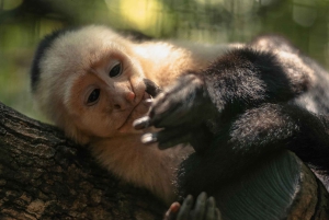 La Fortuna: Proyecto Asis Wildlife och volontärtur