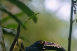 La Fortuna: Proyecto Asis Wildlife och volontärtur