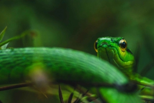 La Fortuna: Proyecto Asis Wildlife och volontärtur