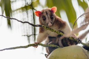 La Fortuna: Proyecto Asis Wildlife och volontärtur