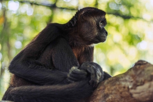 La Fortuna: Proyecto Asis Wildlife och volontärtur
