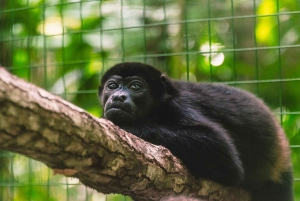 La Fortuna: Proyecto Asis Wildlife och volontärtur