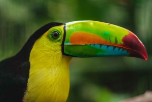 La Fortuna: Proyecto Asis Wildlife och volontärtur