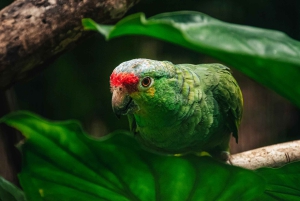 La Fortuna: Proyecto Asis Wildlife och volontärtur