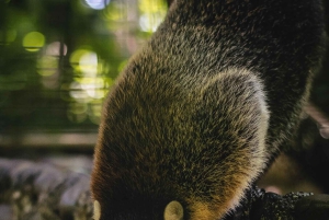 La Fortuna : visite du sanctuaire animalier Proyecto Asis