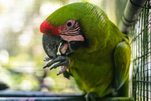 La Fortuna : visite du sanctuaire animalier Proyecto Asis