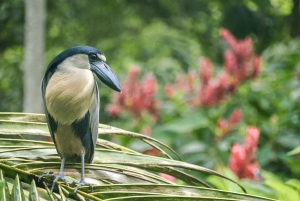 La Fortuna : visite du sanctuaire animalier Proyecto Asis