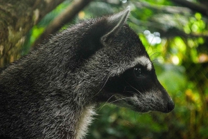La Fortuna : visite du sanctuaire animalier Proyecto Asis