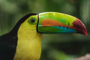 La Fortuna : visite du sanctuaire animalier Proyecto Asis