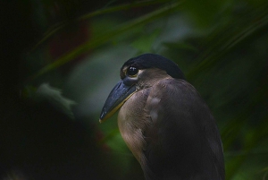 La Fortuna : visite du sanctuaire animalier Proyecto Asis