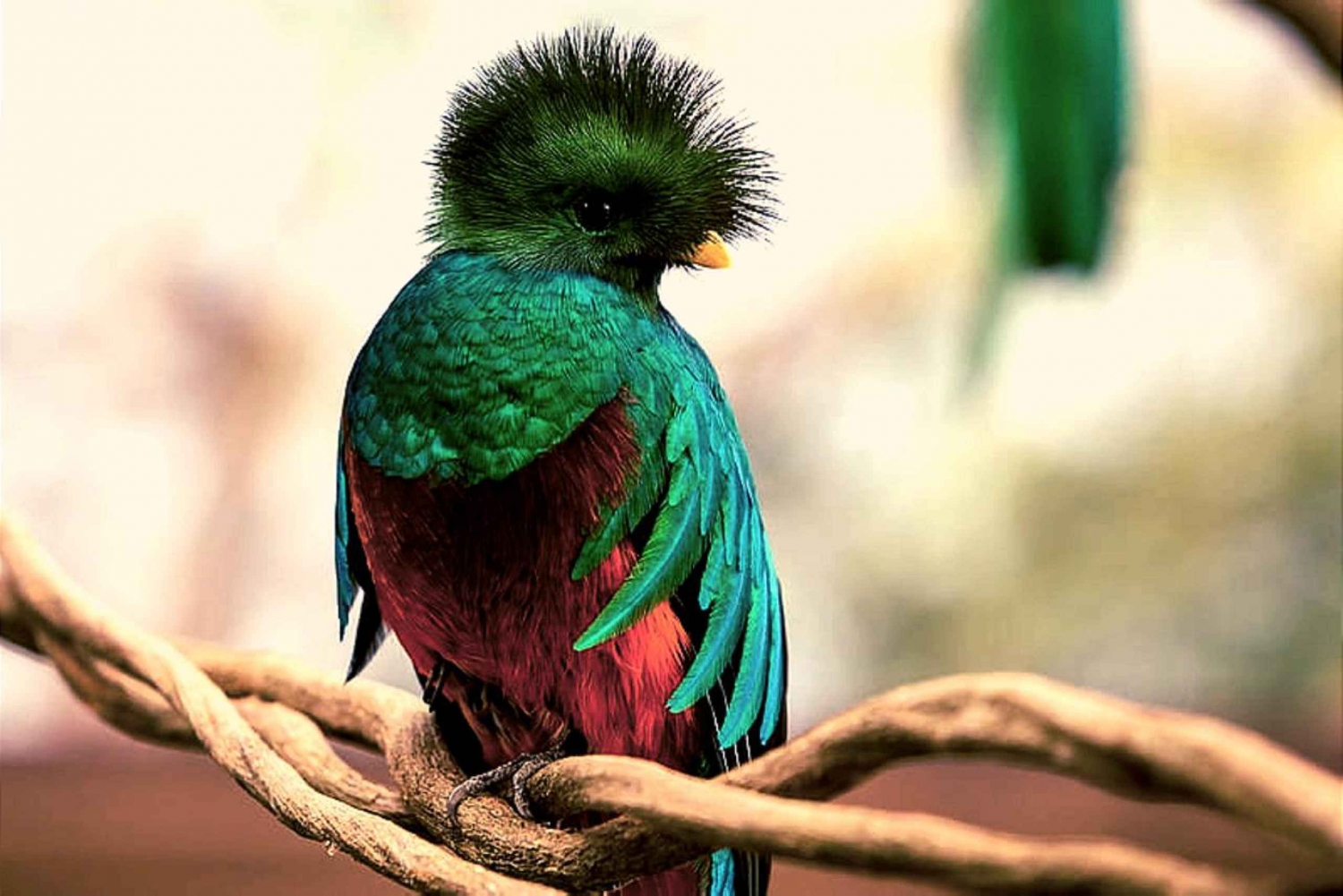 Circuit d'observation des oiseaux dans la forêt tropicale de La Fortuna