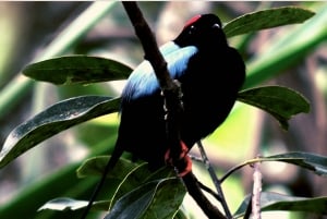 La Fortuna Rainforest Birdwatching Tour