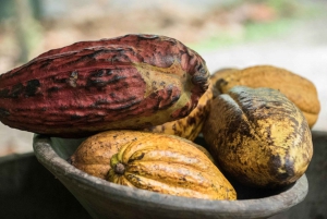 La Fortuna : Excursion au chocolat dans la forêt tropicale