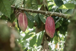La Fortuna: Sjokoladetur i regnskogen