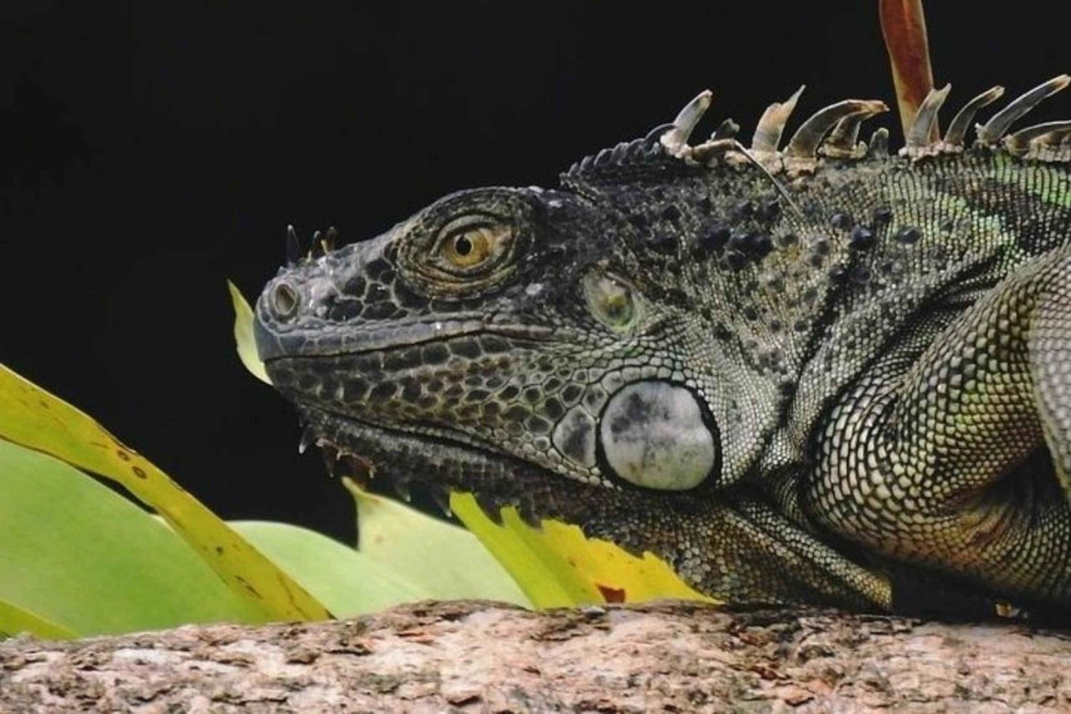 La Fortuna: Caminhada guiada pela natureza da floresta tropical