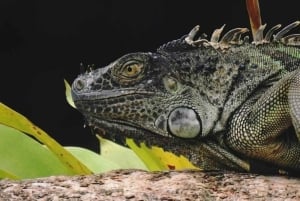La Fortuna: Caminhada guiada pela natureza da floresta tropical