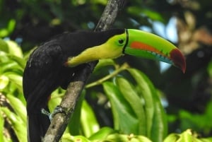 La Fortuna: Caminhada guiada pela natureza da floresta tropical
