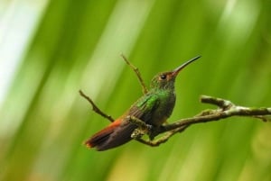 La Fortuna: Caminhada guiada pela natureza da floresta tropical