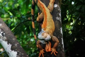 La Fortuna: Caminhada guiada pela natureza da floresta tropical