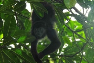 La Fortuna: Caminhada guiada pela natureza da floresta tropical