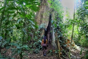 La Fortuna: Caminhada guiada pela natureza da floresta tropical