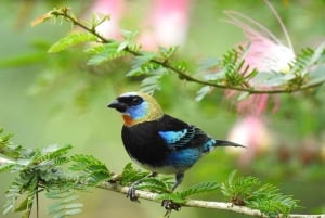 La Fortuna: Caminhada guiada pela natureza da floresta tropical