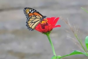 La Fortuna: Caminhada guiada pela natureza da floresta tropical