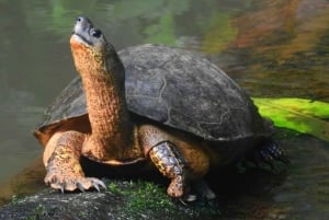 La Fortuna: Caminhada guiada pela natureza da floresta tropical