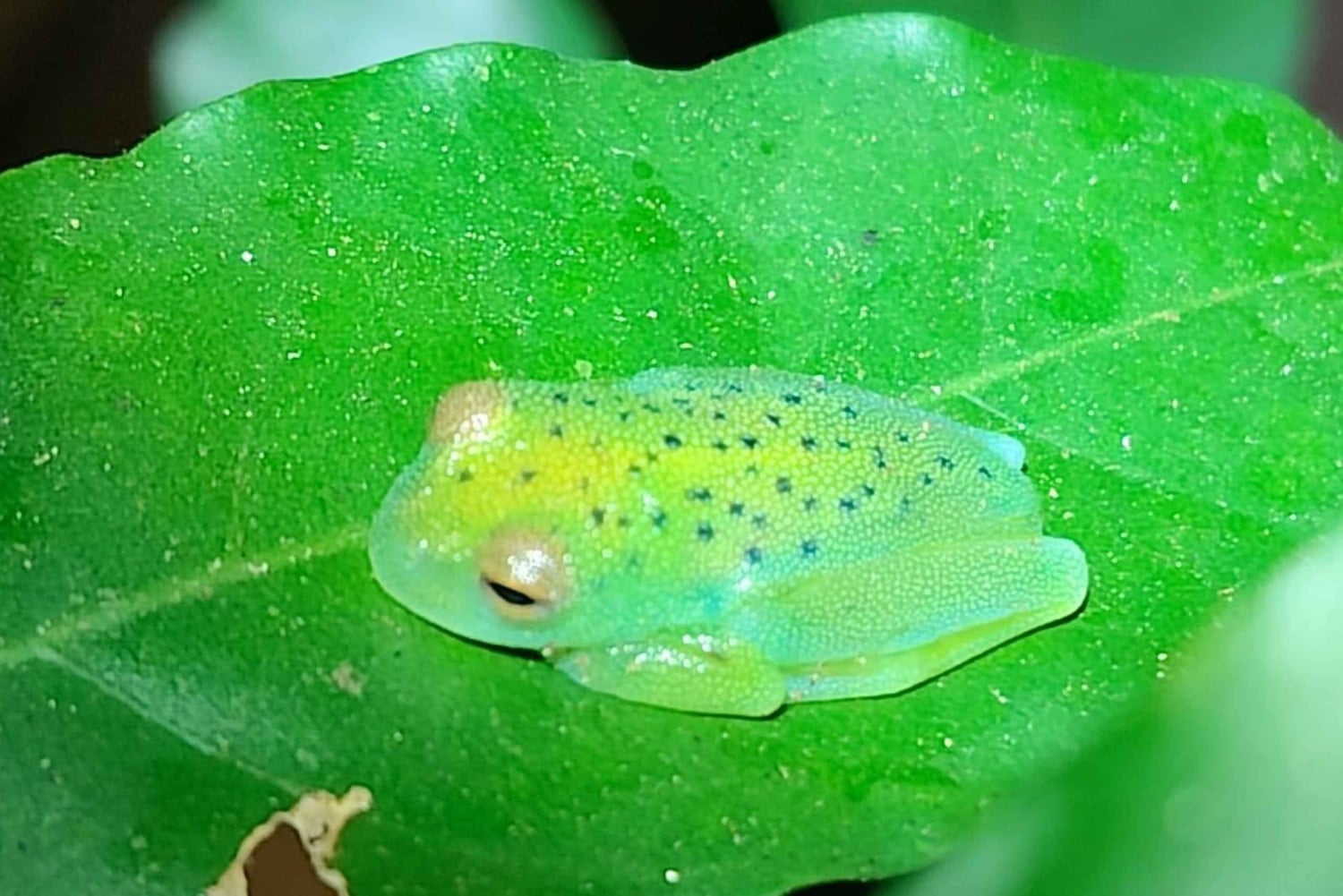 Ла-Фортуна: ночная прогулка по тропическому лесу для спасения флоры и фауны