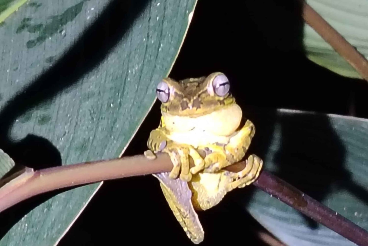 Ла-Фортуна: ночная прогулка по тропическому лесу для спасения флоры и фауны