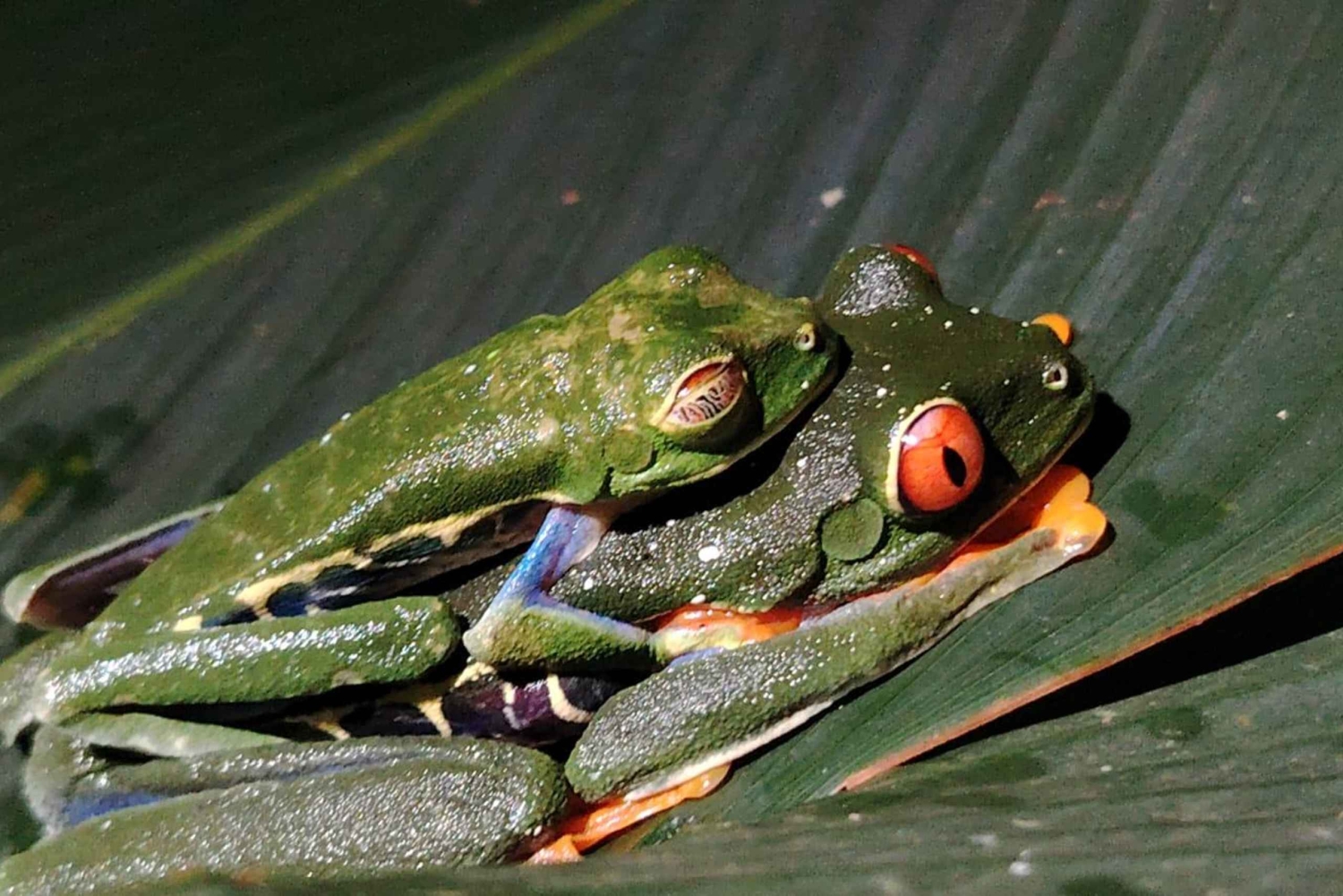 Ла-Фортуна: ночная прогулка по тропическому лесу для спасения флоры и фауны