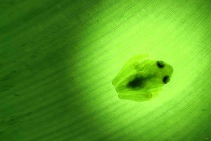 Ла-Фортуна: ночная прогулка по тропическому лесу для спасения флоры и фауны