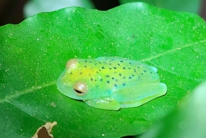 Ла-Фортуна: ночная прогулка по тропическому лесу для спасения флоры и фауны