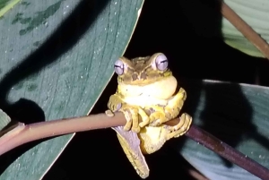 Ла-Фортуна: ночная прогулка по тропическому лесу для спасения флоры и фауны