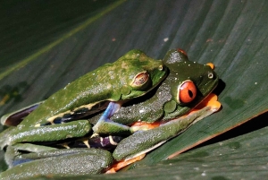 Ла-Фортуна: ночная прогулка по тропическому лесу для спасения флоры и фауны