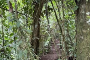 La Fortuna: Caminhada de reflorestação e passeio de plantação de árvores