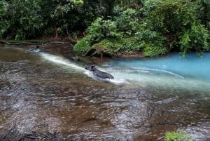 La Fortuna: Tour della cascata di Rio Celeste e del Parco Nazionale