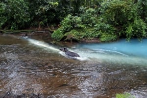 La Fortuna: Tour della cascata di Rio Celeste e del Parco Nazionale