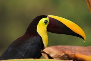 La Fortuna: Tour della cascata di Rio Celeste e del Parco Nazionale