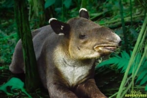 La Fortuna: Tour della cascata di Rio Celeste e del Parco Nazionale