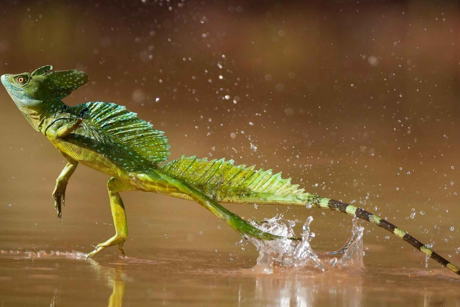 La Fortuna: Rio Penas Blancas Safari Float Tour