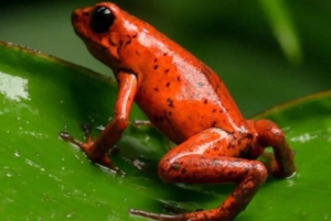 La Fortuna: Rio Penas Blancas Safari Float Tour