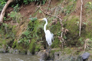 La Fortuna: Safari Float på Penas Blancas-floden