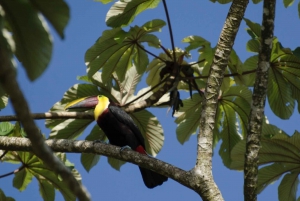 La Fortuna: Safari kellua Penas Blancas -joella