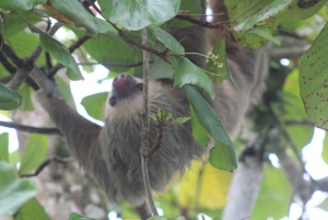 La Fortuna: Safari Float na rzece Penas Blancas