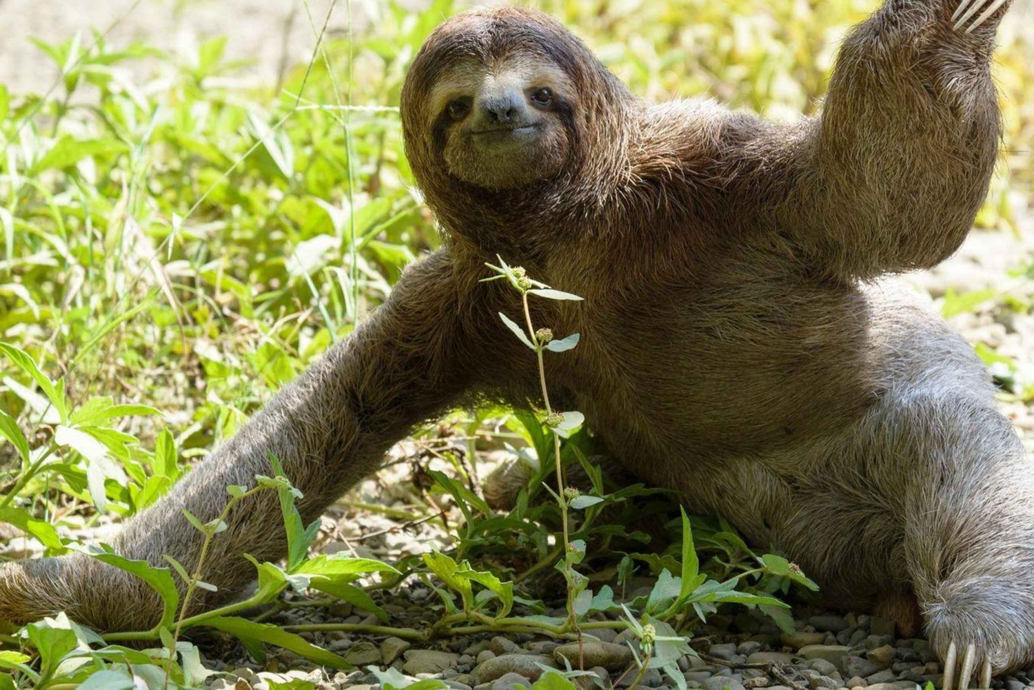 La Fortuna, tour di osservazione dei bradipi