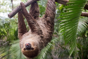La Fortuna, tour di osservazione dei bradipi