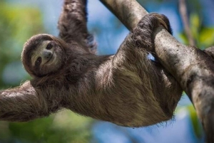 La Fortuna, tour di osservazione dei bradipi