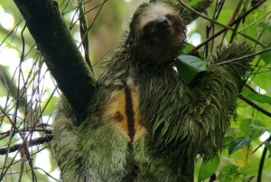 La Fortuna: Fortuna Fortuna: Sloth Hiking Tour