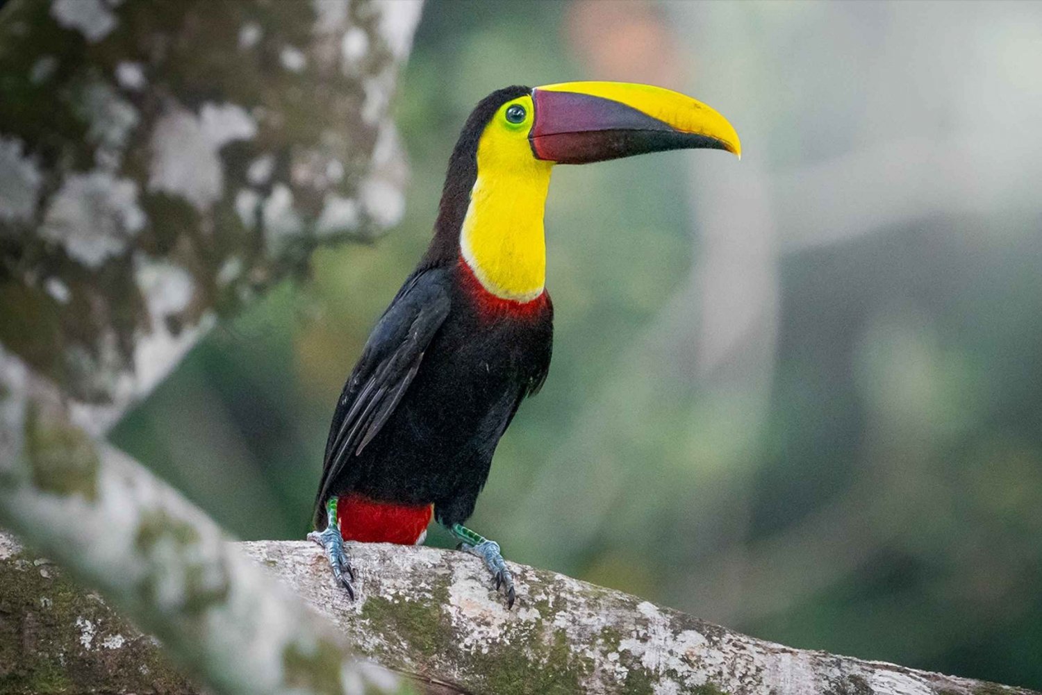 La Fortuna: Spaziergang durch die Natur mit Faultieren und Wildtieren